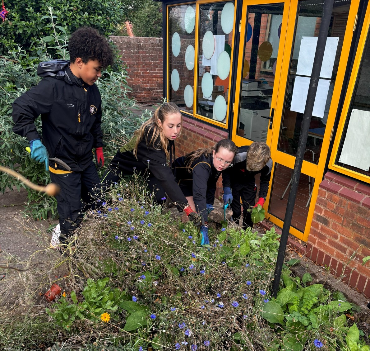 Year 5 & 6 pupils prepare the Broadhurst garden for autumn Year 5 & 6 pupils prepare the Broadhurst garden for autumn