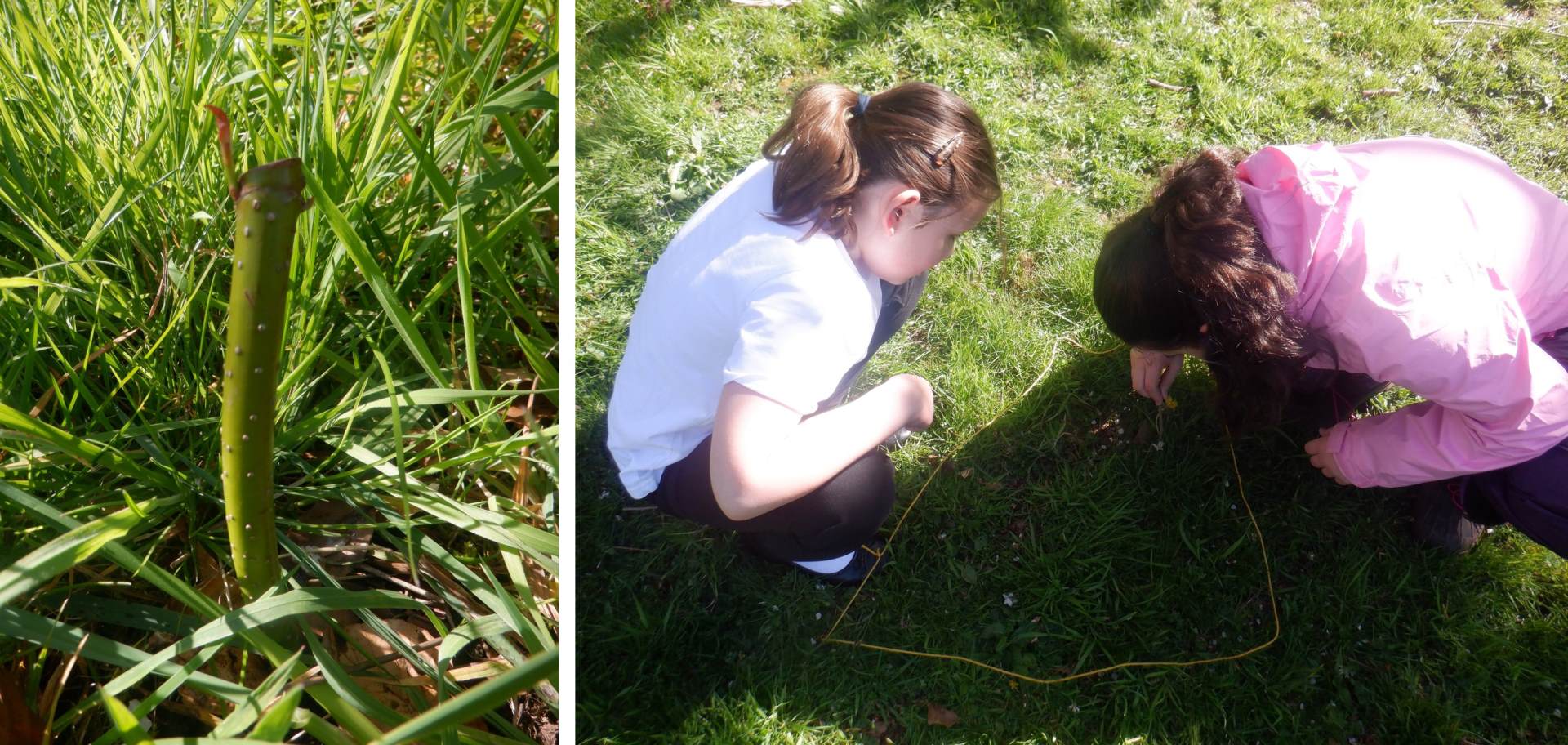 A small dogwood plant growing and 2 girls undertaking a plant diversity study of a small area of school grounds 
