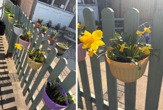 Bulbs blooming for Gardening Club