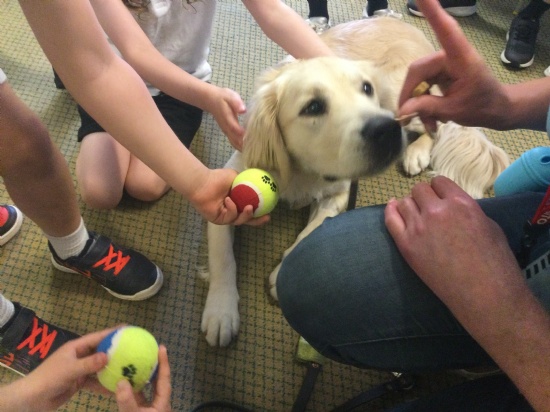 Guide dog surrounded by children