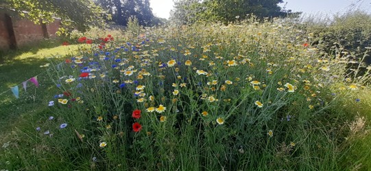 Wildflower meadow created by pupils at Longdon